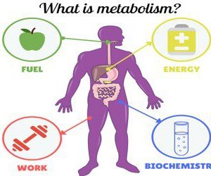 What is Metabolism