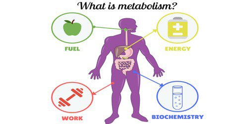 What is Metabolism